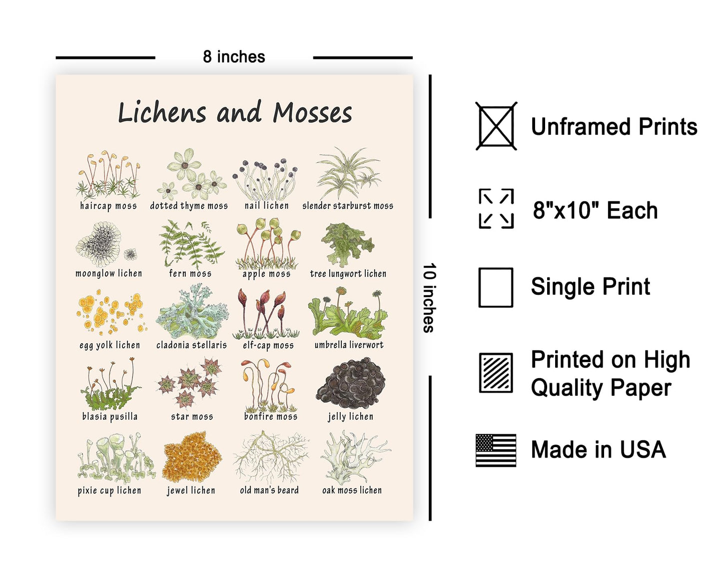 Poster Master Lichens & Mosses Poster - Educational Print - Learning Materials Art - Botanical Art - Gift for Students & Teacher - Fun Decor for Classroom, Library or Nursery - 8x10 UNFRAMED Wall Art