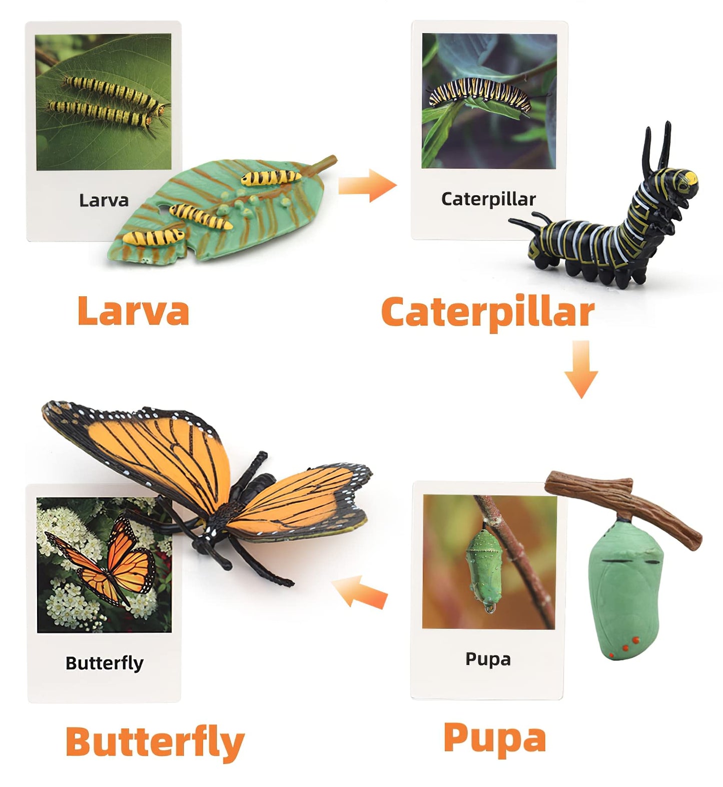 MIKNEKE Montessori Life Cycle Learning & Education Toys, Plastic Insect Ladybug Monarch Butterfly Tadpole to Frog Kit Life Cycle Toys for Kids, Preschool Learning Activities for Toddlers