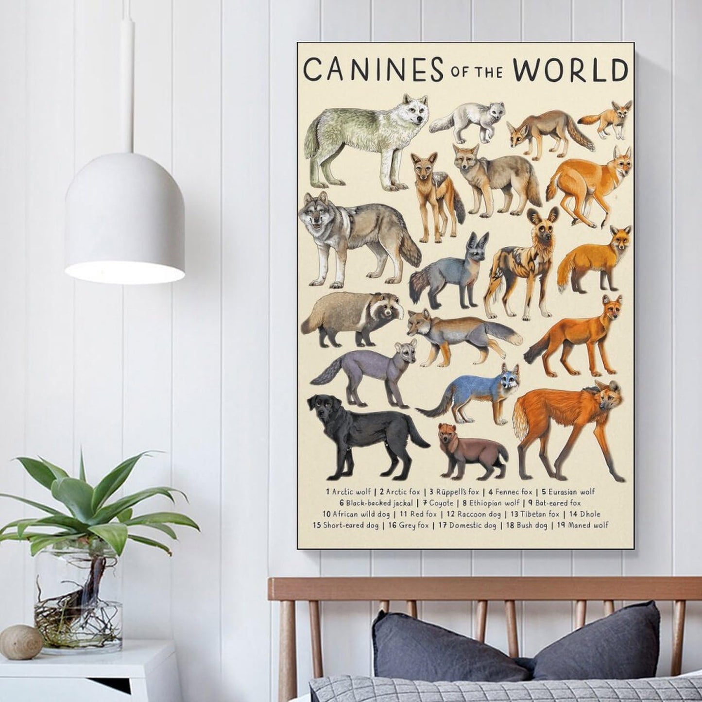 CYPGTBCK Canines Poster - Wolf Dog Fox Animal Knowledge Art - Modern Family Bedroom Decor - 16x24inch (40x60cm)