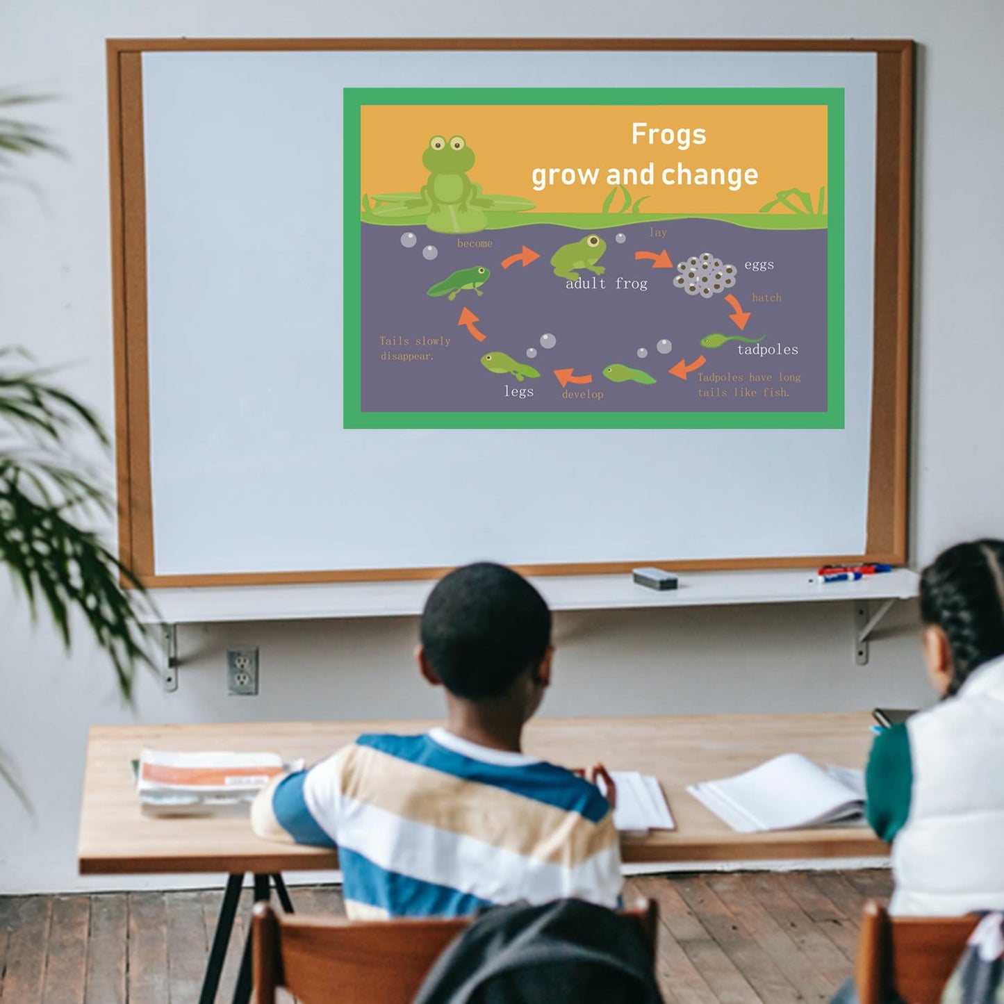 Frogs grow and change Mind Mapping| Educational Posters for Toddlers and Kids | English Teaching Aid Tool| Handy Wall English Charts Reference for Students| Great for School Classroom Décor(17x24in)