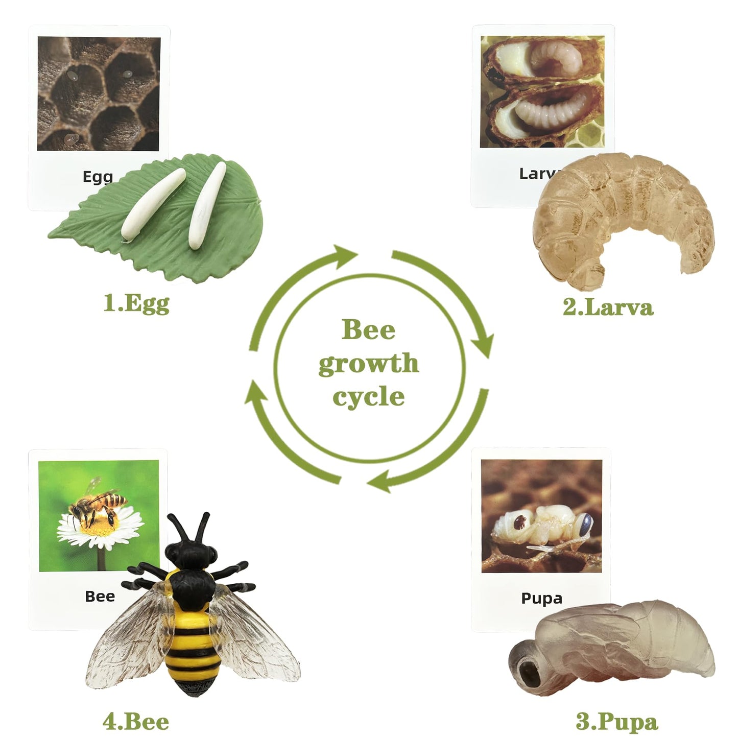 Mbrain 4pcs Bee Growth Cycle with Flash Cards,Life Cycle Learning & Education Toys,Montessori Toys,Gift for Girl & Boy for 3 4 5 6 7 Year Old (Bee)
