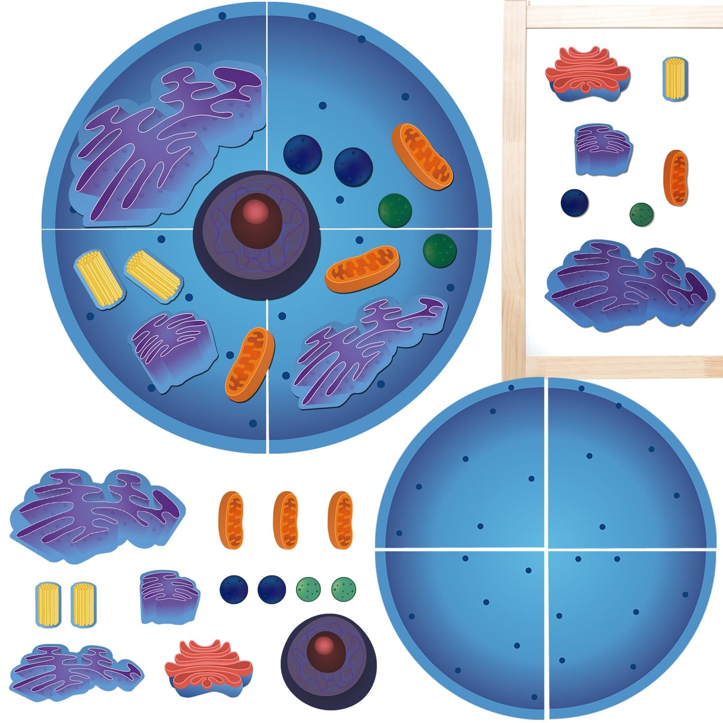 Leitee 18 Pcs Magnetic Animal Cell Model Kits Giant Teaching Resources Early Biology Cell Anatomy Model Life Science Teaching Aid for Whiteboard Learning Tools Educational Classroom Activities