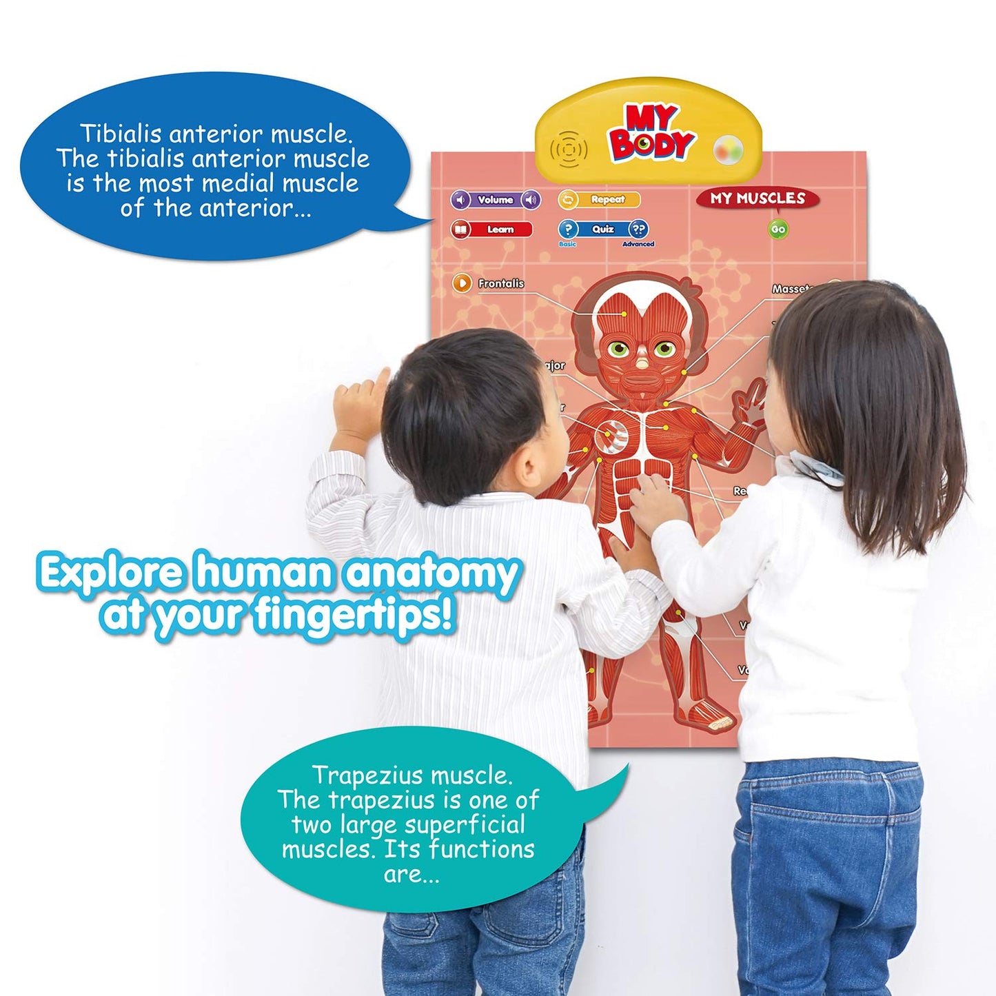 BEST LEARNING i-Poster My Body - Interactive Educational Human Anatomy Talking Toy for Kids Ages 5-12 to Learn Body Parts, Organs, Muscles and Bones Through Fun Sound and Quiz Modes