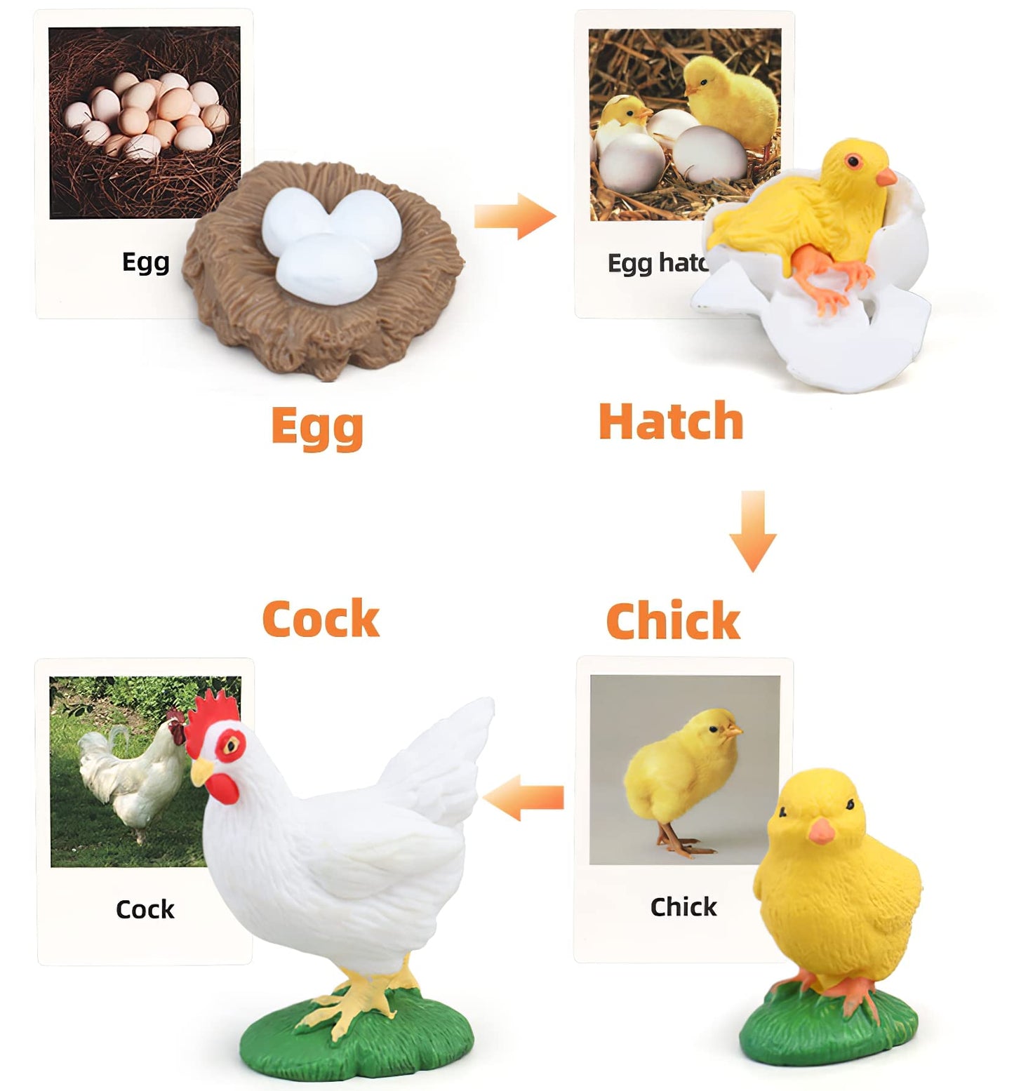 MIKNEKE Montessori Chicken Life Cycle with Flash Cards, Realistic Animal Figurines Toy, Animal Educational Matching Game for 3+ Year Old Toddlers Kids (Cock)