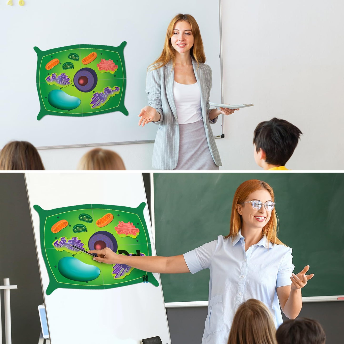 Leitee 18 Pcs Magnetic Plant Cell Model Kits Giant Teaching Resources Early Biology Cell Anatomy Model Life Science Teaching Aid for Whiteboard Learning Tools Educational Classroom Activities