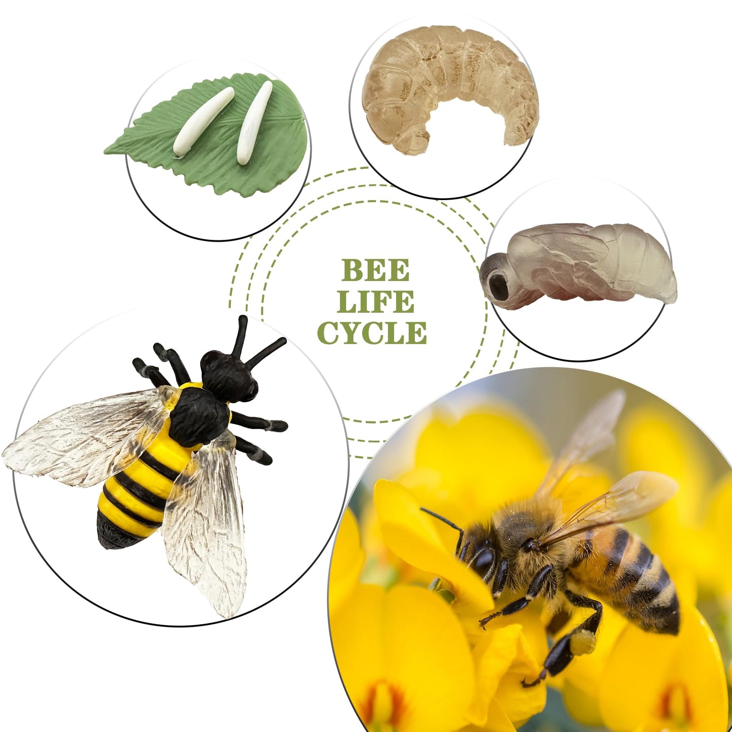 Mbrain 4pcs Bee Growth Cycle with Flash Cards,Life Cycle Learning & Education Toys,Montessori Toys,Gift for Girl & Boy for 3 4 5 6 7 Year Old (Bee)