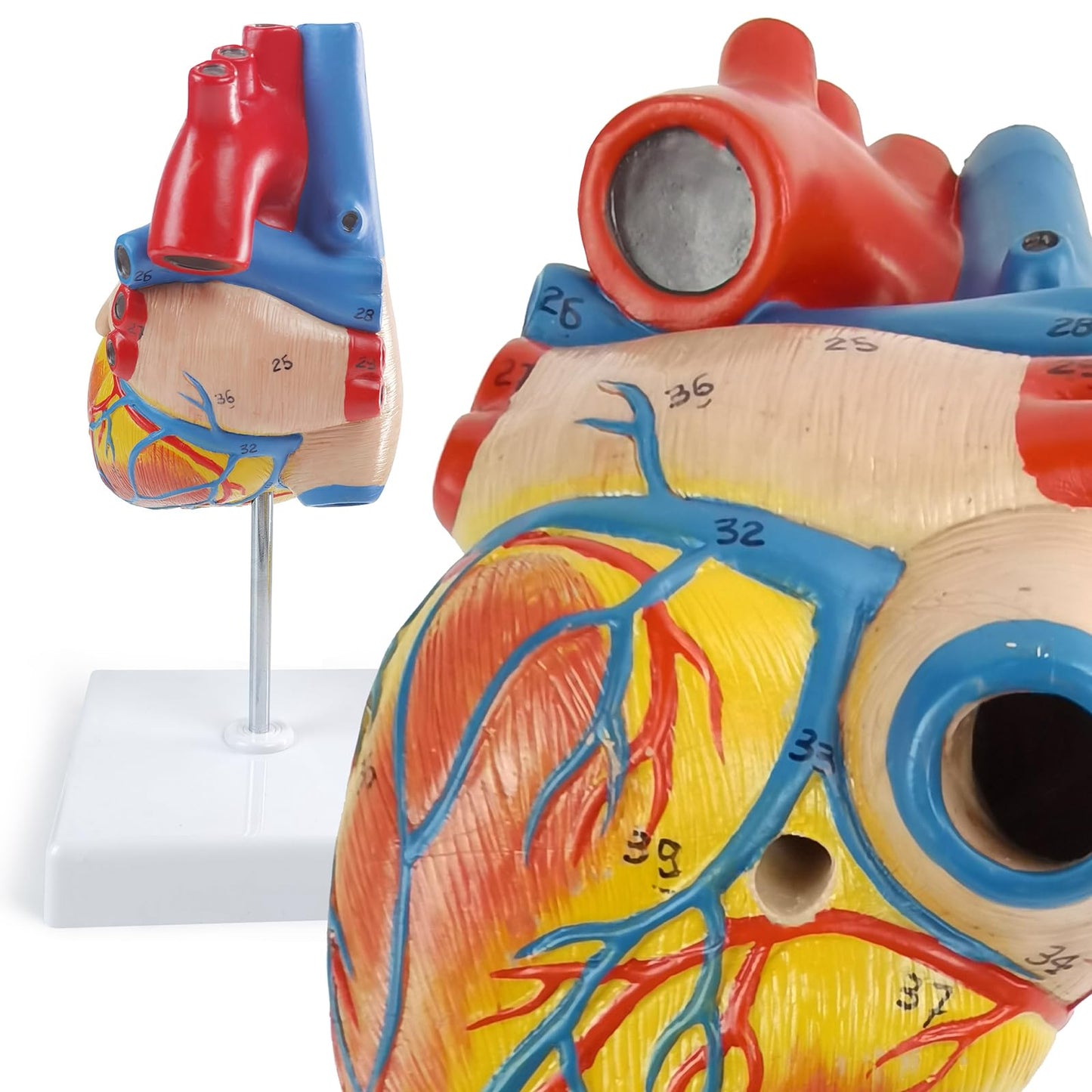 NEW HORIZON 2-Parts Life Size Human Heart Anatomical Model,48 Accurate Numbered Structures Cardiac,Anatomy Model,Number Manual,Magnets,Display Base,for Classroom Cardiology Resuscitation mannequins