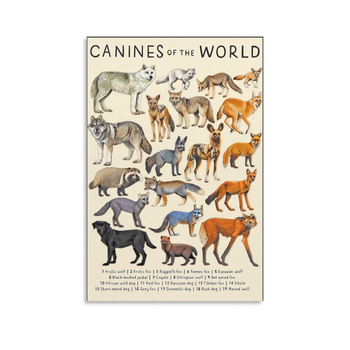 CYPGTBCK Canines Poster - Wolf Dog Fox Animal Knowledge Art - Modern Family Bedroom Decor - 16x24inch (40x60cm)