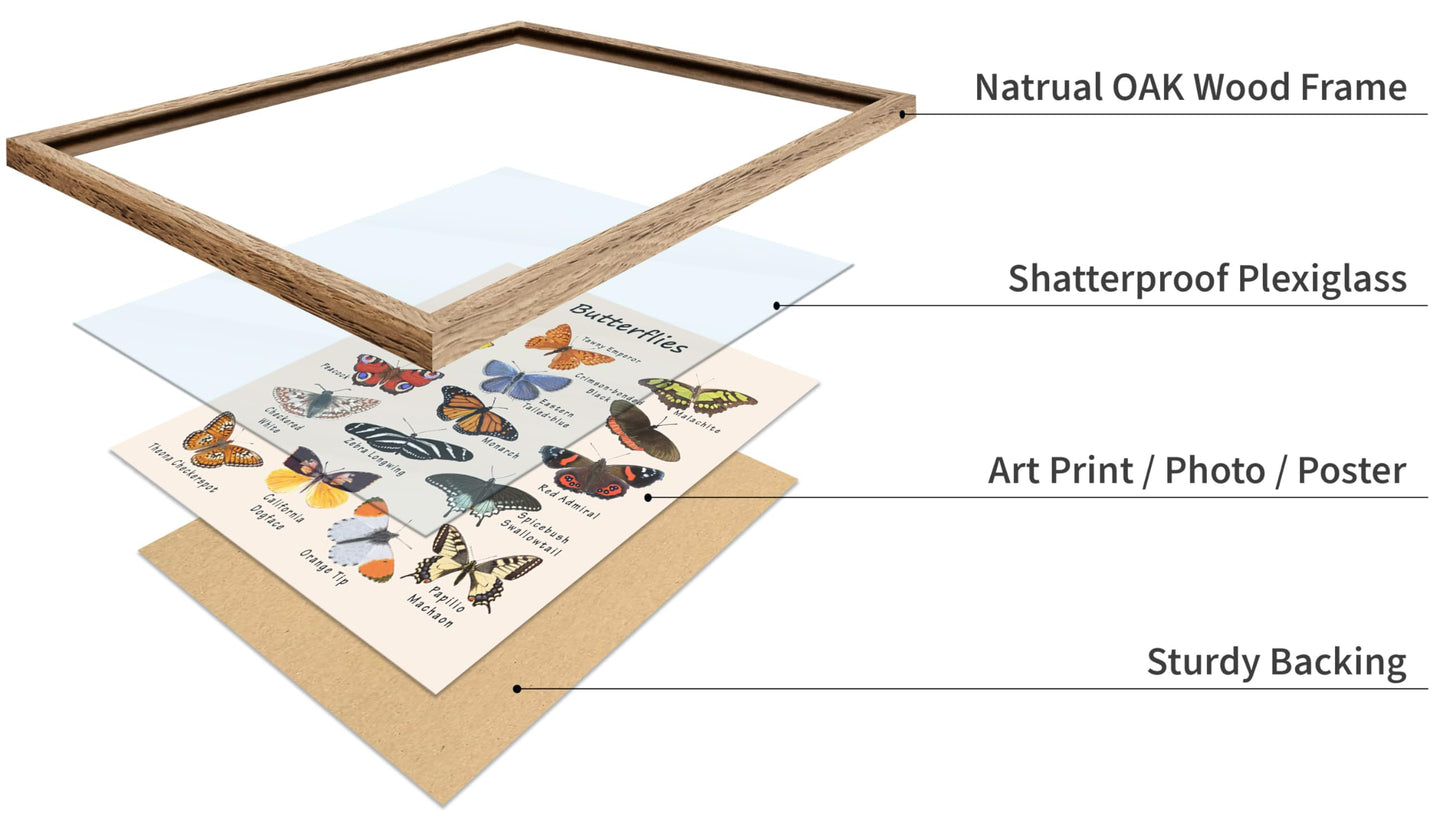 Poster Master Butterfly Print - Animal Poster - Learning Materials Art - Educational Wall Design - Gift for Students & Teacher - Decor for Classroom, Library or Nursery - 11x14 Beige Framed