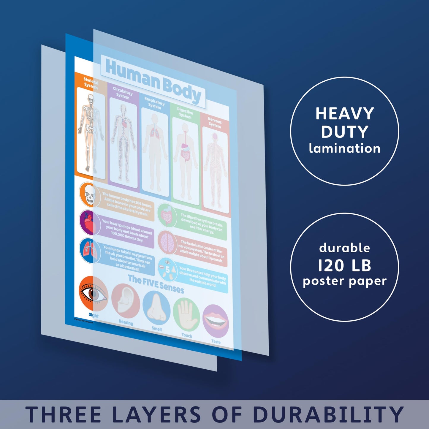 Palace Learning 2 Pack - Solar System Poster for Kids & Understanding the Human Body Chart (LAMINATED, 18" x 24")