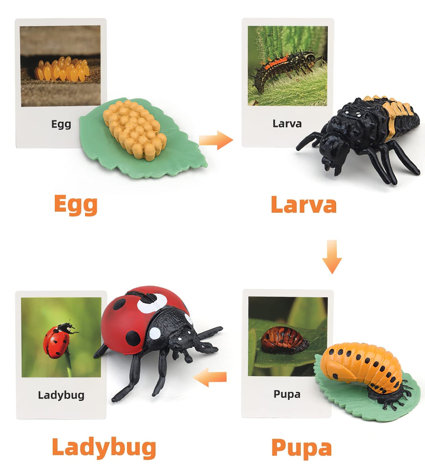 MIKNEKE Montessori Life Cycle Animal Figures with Flash Cards, Realistic Animal Figurines Toy, Educational Matching Game for 3+ Year Old Toddlers Kids (Ladybug)