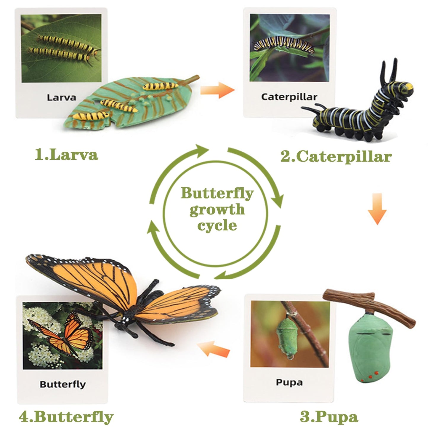 Mbrain 4pcs Butterfly Growth Cycle with Flash Cards,Life Cycle Learning & Education Toys,Montessori Toys,Gift for Girl & Boy for 3 4 5 6 7 Year Old (Butterfly)