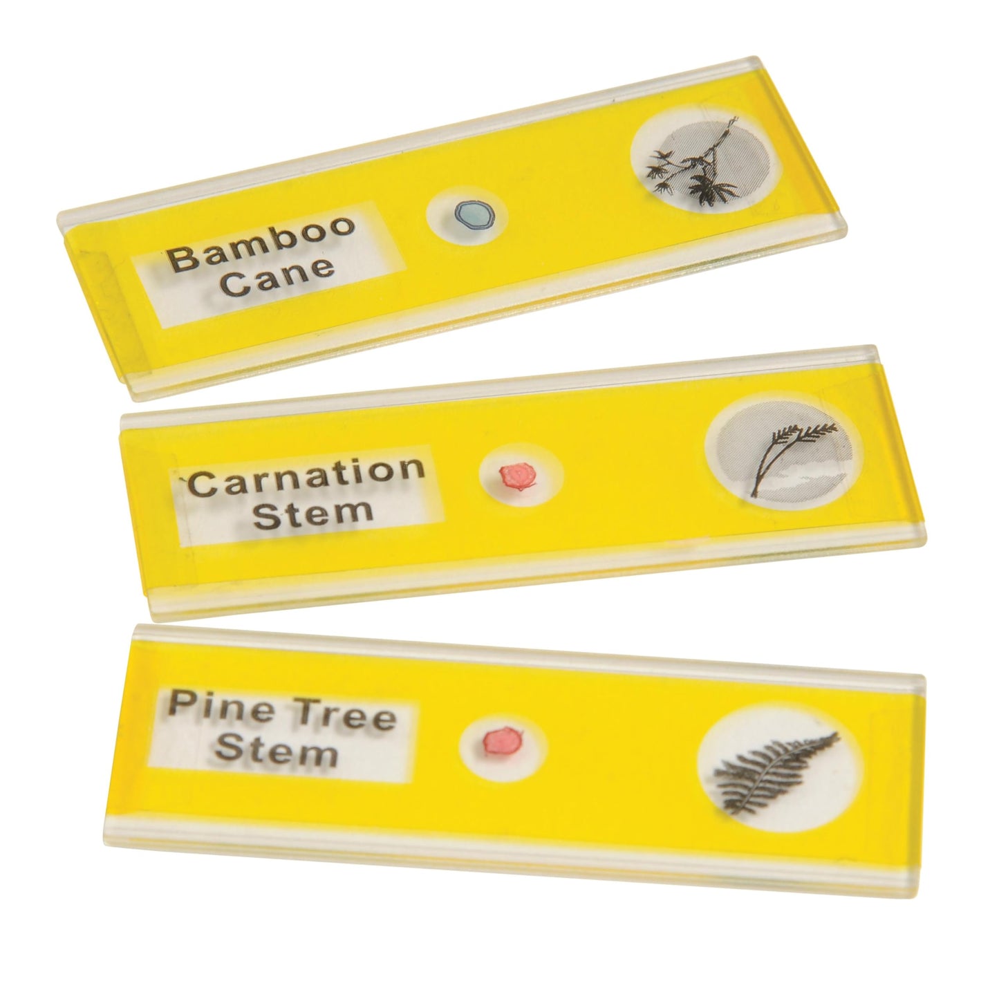 Prepared Microscope Slides for Kids – 24 Plastic Plant & Vegetable Specimens with Labels & Images – Safe, Durable Biology Science Kit for Students Ages 8+