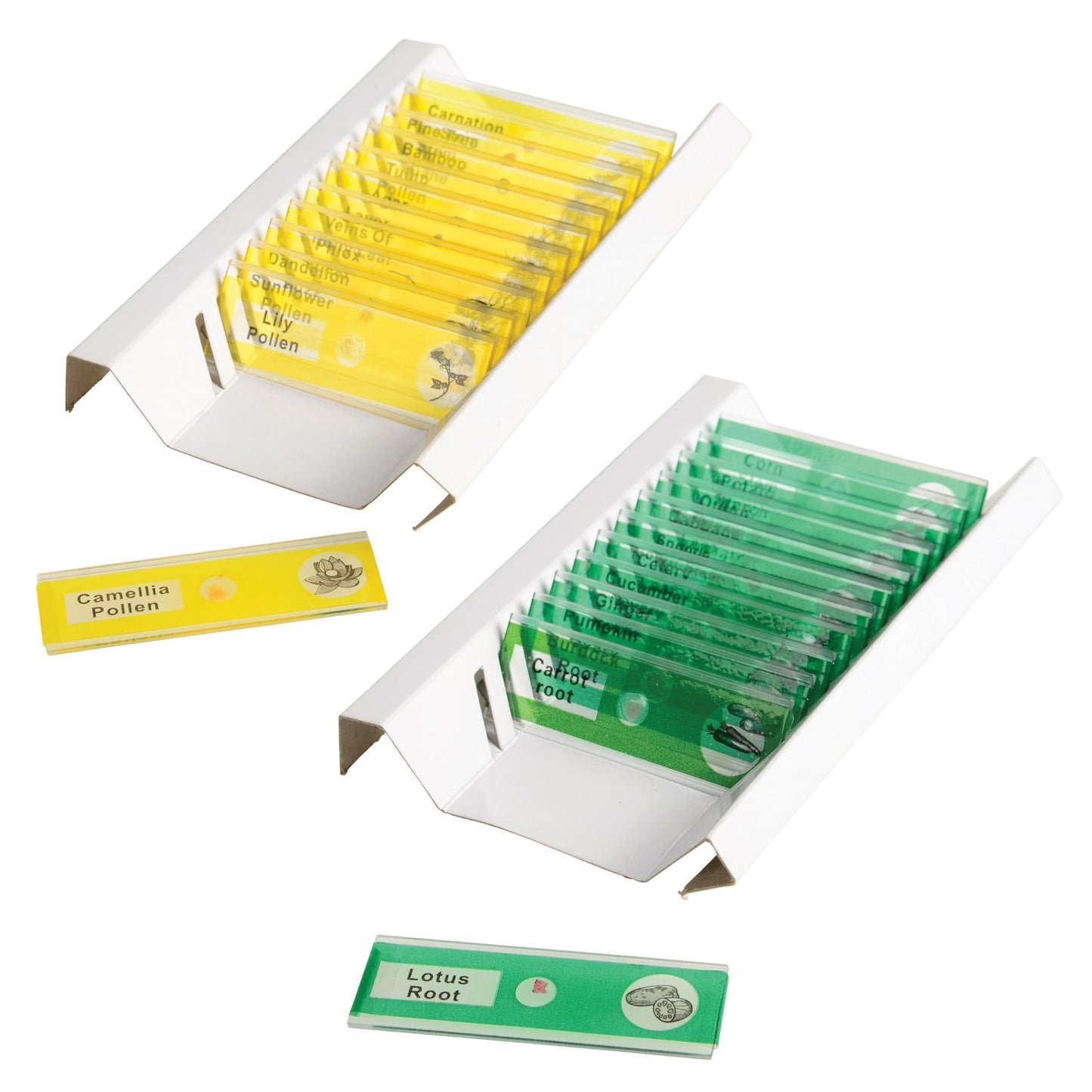 Prepared Microscope Slides for Kids – 24 Plastic Plant & Vegetable Specimens with Labels & Images – Safe, Durable Biology Science Kit for Students Ages 8+
