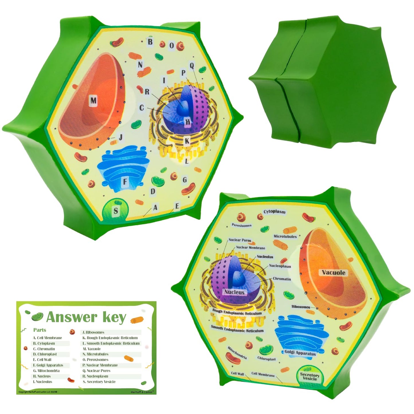 Merhoff & Larkin Animal & Plant Cell Cross Sectional Foam Models Bundle | Great for Classroom Learning, Teaching & STEM Kits | Clearly Labeled Organelles | Useful for Biology, Anatomy & Scie