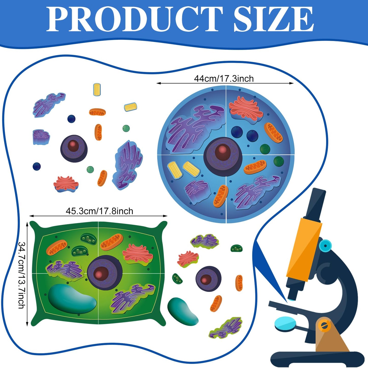 VercanMonth 2 Set Magnetic Animal and Plant Cell Anatomy Model Set Biology Science Learning Kit for Classroom Home School Supplies Stem Educational Teaching Tool