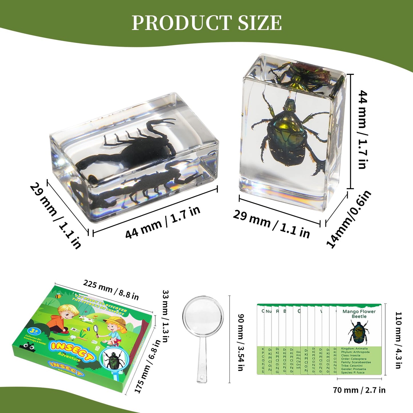 12Pcs Insect Specimens Set, Real Insect Taxidermy in Resin Specimens with Magnifier & Info Cards, Unique Science Classroom Science Education Animal Specimens, Bug Preserved, Oddities, Biology