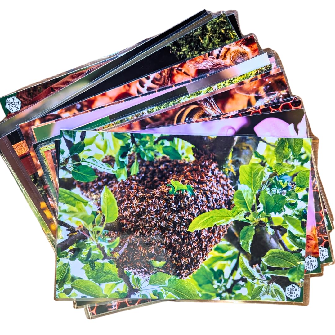 Educational Beekeeping Cards – 12x18 Oversized Beekeeping Flashcards for Teaching Bees and Beekeeping - Classroom and Workshop Learning Tool (Basic Set - Laminated)