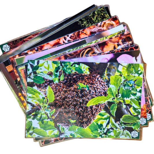 Educational Beekeeping Cards – 12x18 Oversized Beekeeping Flashcards for Teaching Bees and Beekeeping - Classroom and Workshop Learning Tool (Basic Set - Laminated)