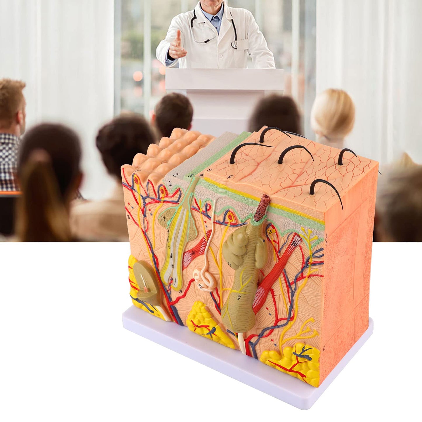 Akozon 50X ThreeDimensional Human Skin Magnified Model, Detailed Skin Anatomy Display, Educational Biology Laboratory Teaching Aid for Teachers and Students