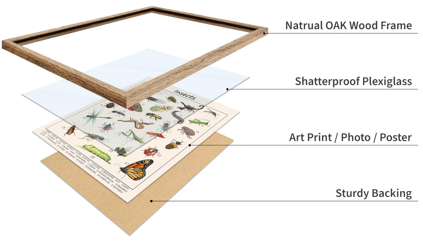 Poster Master Insects Poster - Educational Print - Learning Materials Art - Animal Art - Gift for Kids, Students & Teacher - Great Decor for Playroom, Classroom or Library, 11x14 Beige Framed