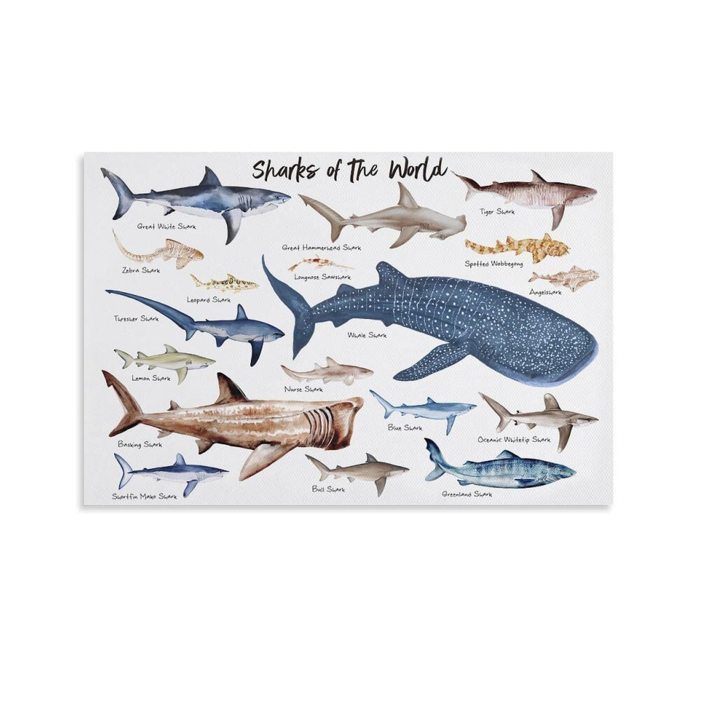 CZOURPVU Types of Shark Poster Shark Educational Chart Poster16x24inch(40x60cm)