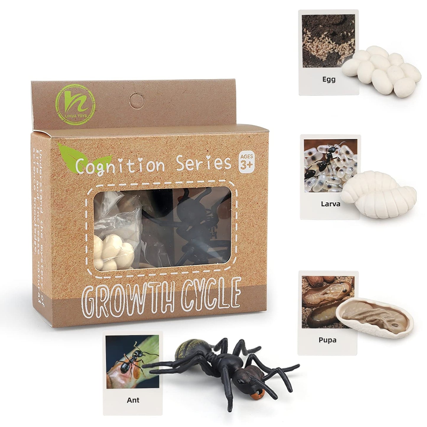 MIKNEKE Montessori Life Cycle Animal Figures with Flash Cards, Realistic Animal Figurines Toy, Educational Matching Game for 3+ Year Old Toddlers Kids (Ant)