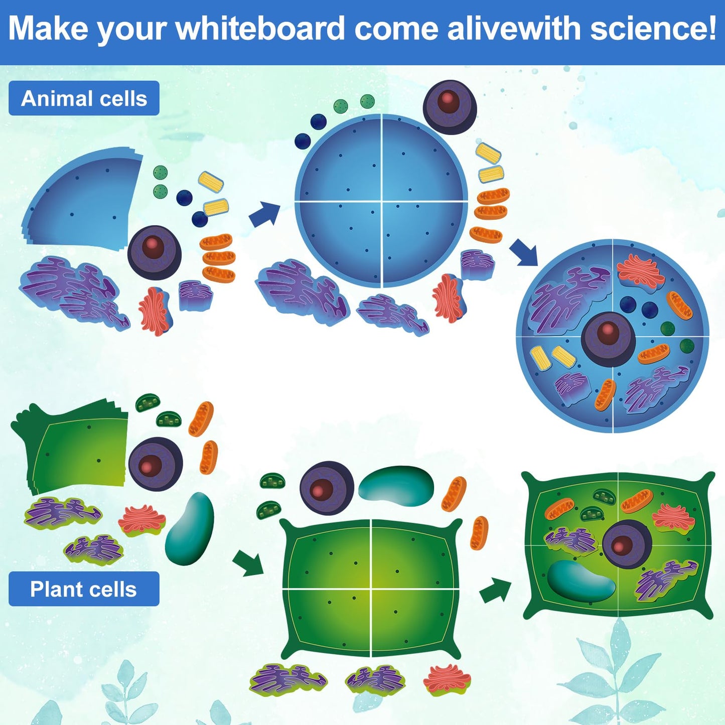 VercanMonth 2 Set Magnetic Animal and Plant Cell Anatomy Model Set Biology Science Learning Kit for Classroom Home School Supplies Stem Educational Teaching Tool