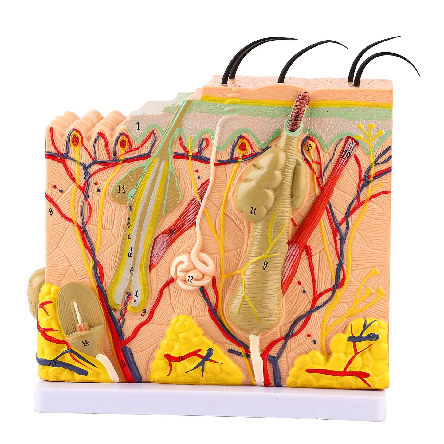 Akozon 50X ThreeDimensional Human Skin Magnified Model, Detailed Skin Anatomy Display, Educational Biology Laboratory Teaching Aid for Teachers and Students