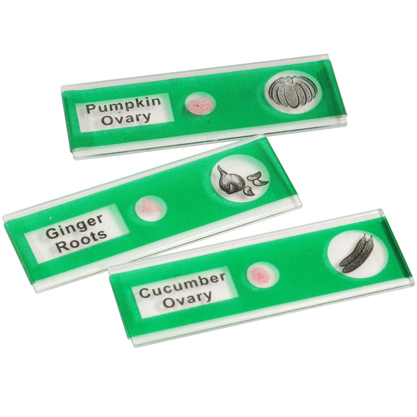 Prepared Microscope Slides for Kids – 24 Plastic Plant & Vegetable Specimens with Labels & Images – Safe, Durable Biology Science Kit for Students Ages 8+