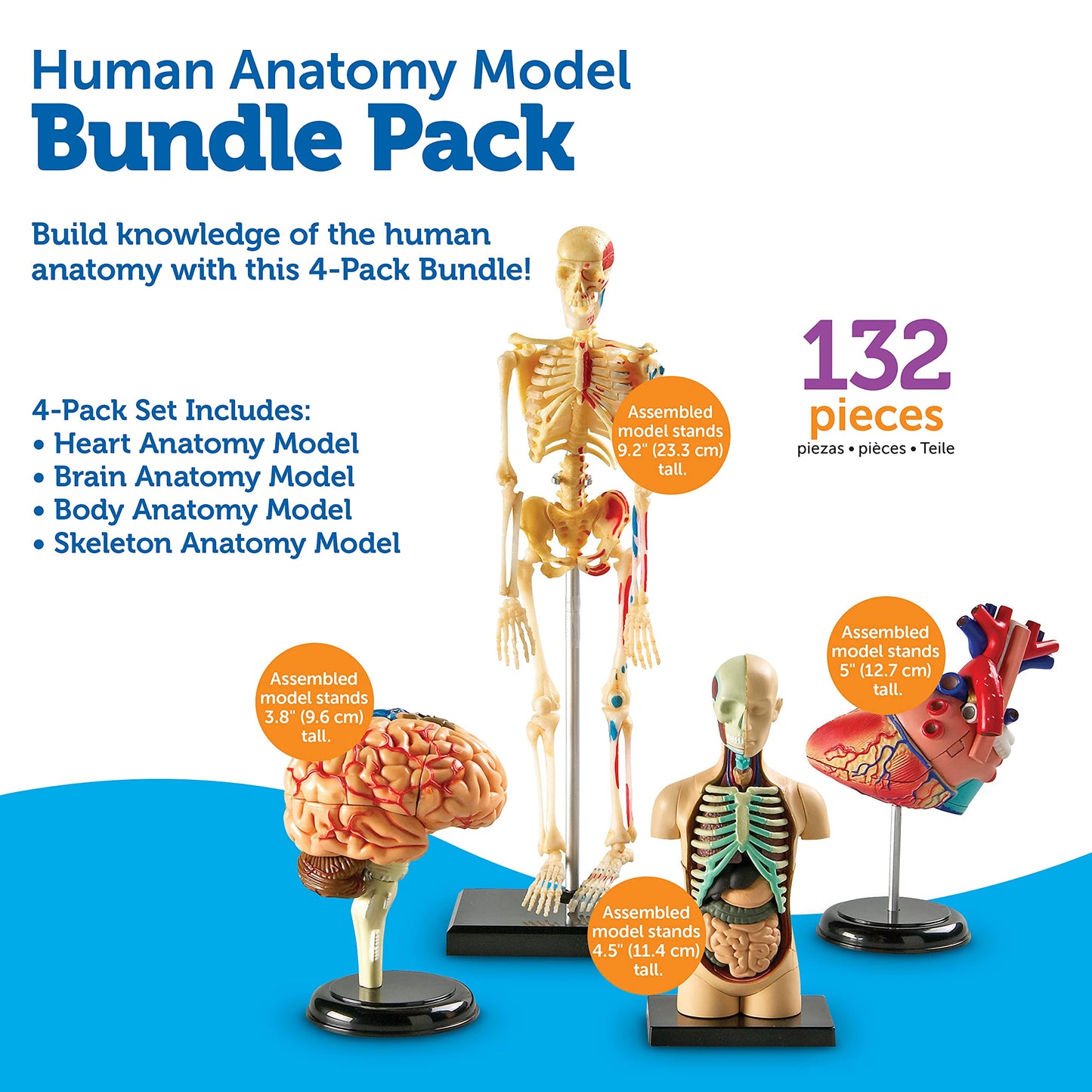 Learning Resources Anatomy Models Bundle Set - Skeleton and Physiology, Human Body Model , Science Classroom Must Haves, Biology Teacher Supplies, Interactive Homeschool Projects, Montessori