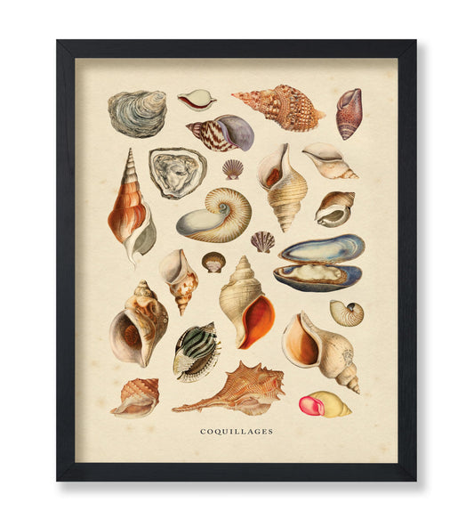 Monem Art Vintage Sea Shells Print - Aquatic Poster - Marine Life Art - Housewarming Gift for Men & Women - Minimal Decor for Office, Living Room or Bedroom - 8x10 UNFRAMED Wall Art