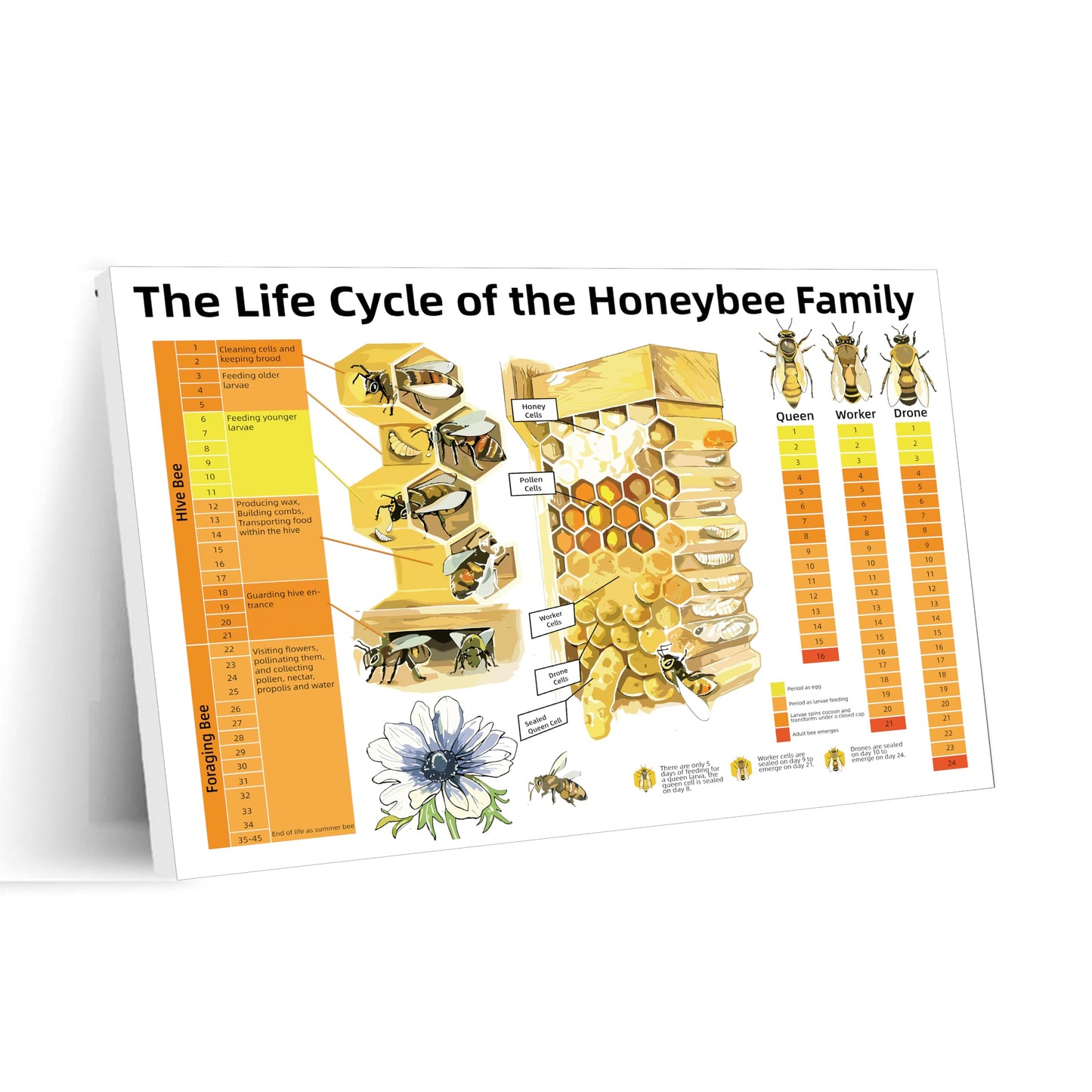 Honeybee Life Cycle Educational Poster Bee Family Development Chart for Classroom, Homeschool & Beekeeping Enthusiasts Canvas Print 24x16inch(60x40cm) Frame-Style
