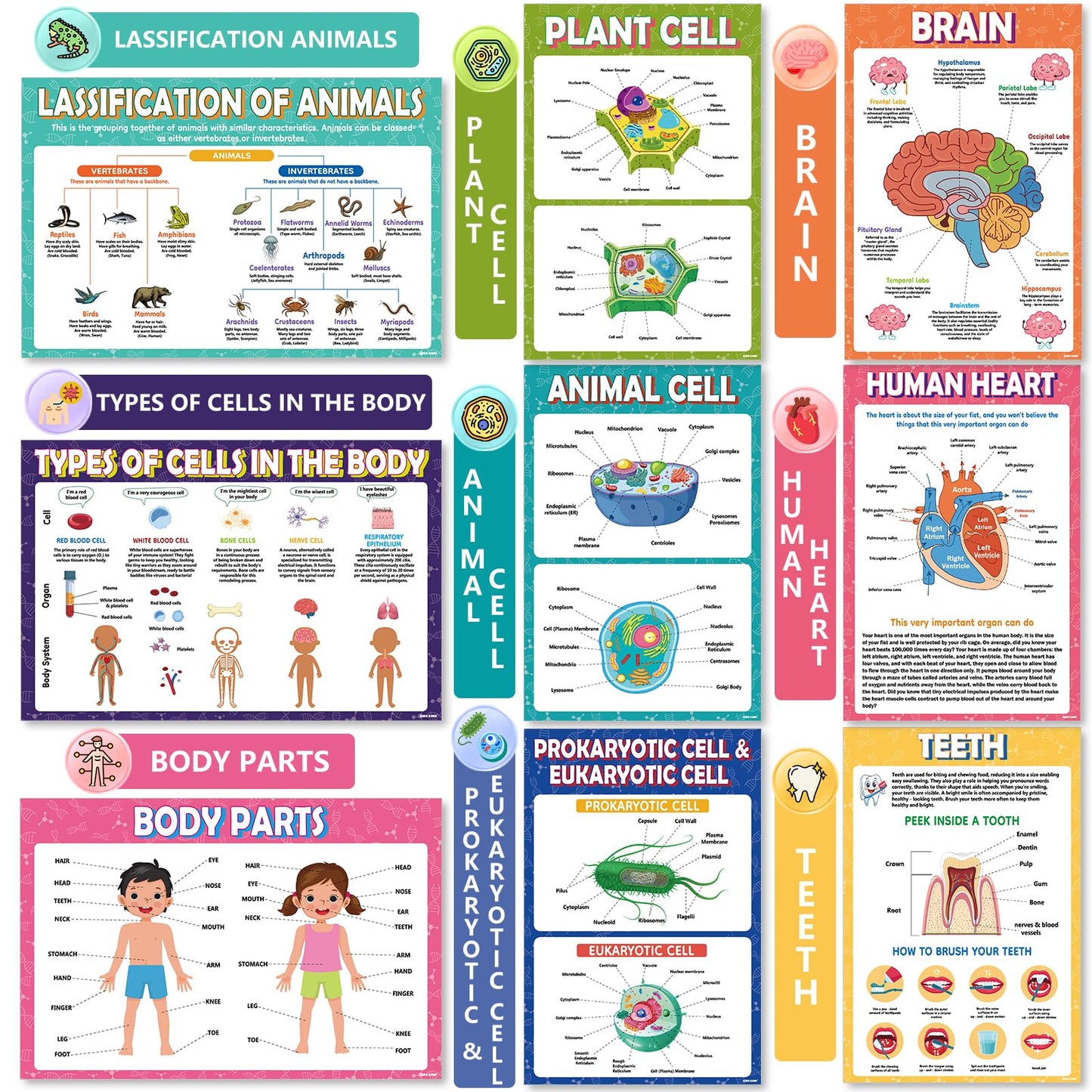 KIDS KING 18 Biology Posters for Classroom, 11x17 Inch Laminated Educational Life Science Posters for Middle & High School Decor - School Hallway, Bulletin Boards, Home Study Room