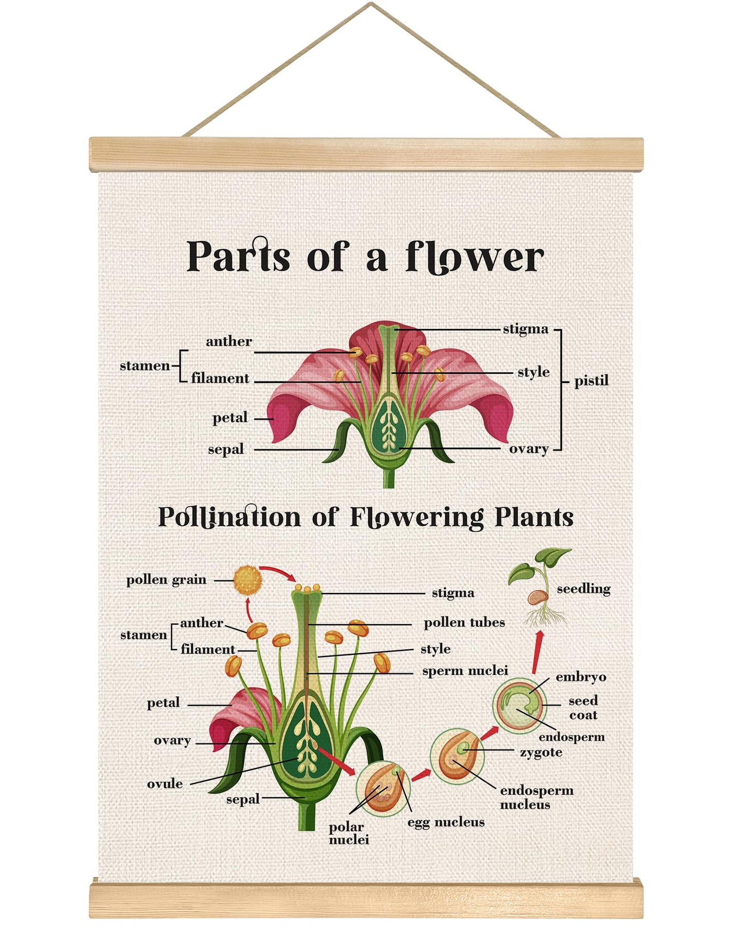 Parts of a Flower Educational Cognitive Poster,14x18.5 Inch Linen Canvas Wall Chart Plants Flower Structure and Pollination Science Learning Decor for Classroom, Homeschool ,Kids Room Decor (Pink-Flower)