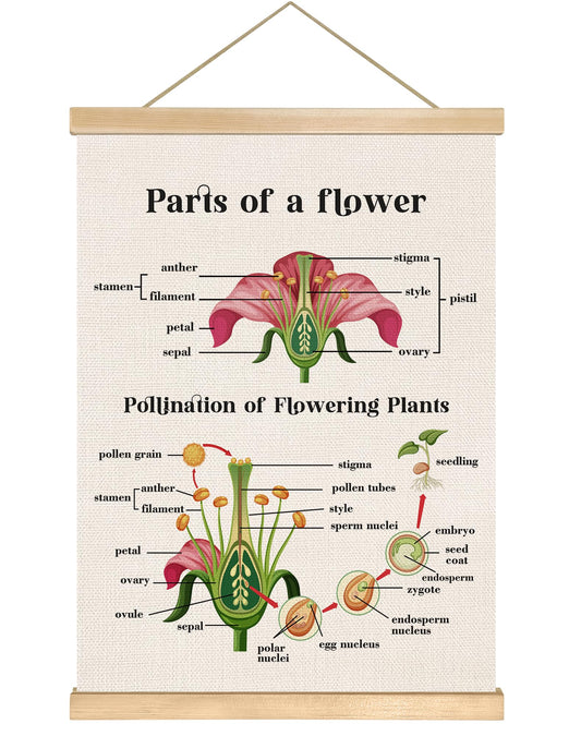 Parts of a Flower Educational Cognitive Poster,14x18.5 Inch Linen Canvas Wall Chart Plants Flower Structure and Pollination Science Learning Decor for Classroom, Homeschool ,Kids Room Decor (Pink-Flower)