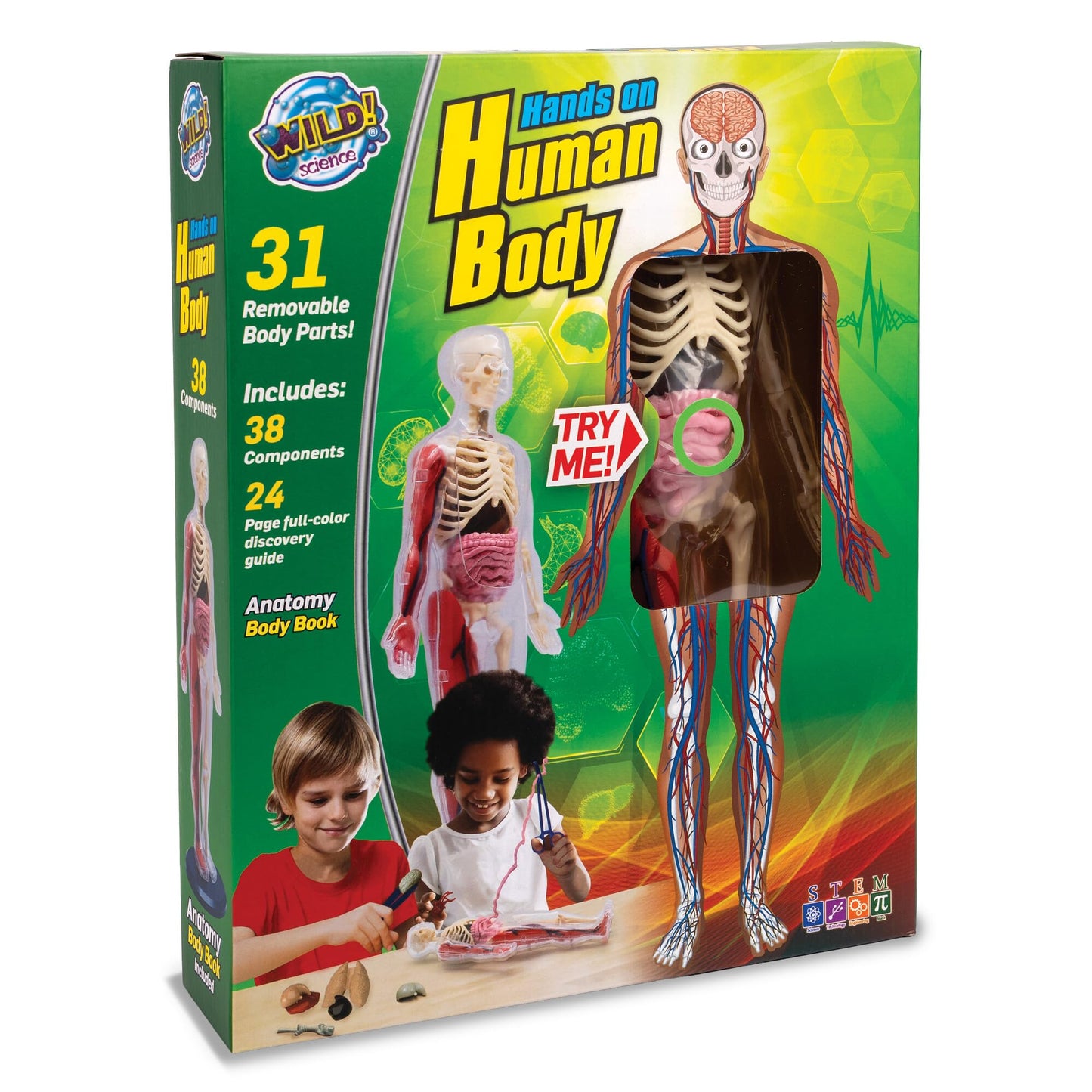Human Body Anatomy Model Kit – 31-Piece Interactive STEM Set with 9 Squishy Organs, Bones, Muscles & Blood Vessels, Forceps & Discovery Guide – Educational Science Tool for Kids 6+
