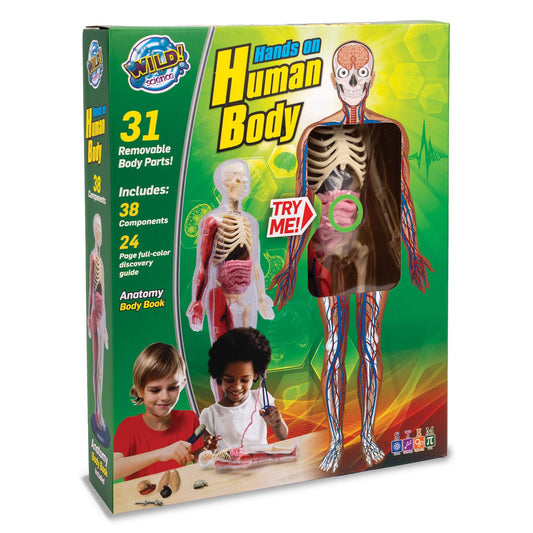Human Body Anatomy Model Kit – 31-Piece Interactive STEM Set with 9 Squishy Organs, Bones, Muscles & Blood Vessels, Forceps & Discovery Guide – Educational Science Tool for Kids 6+