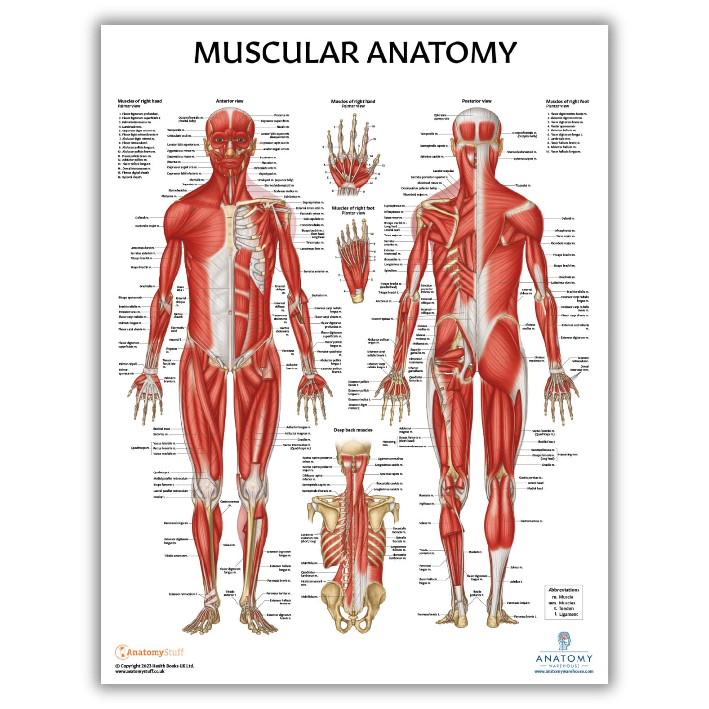 Anatomy Lab Muscular, Skeletal, Ligaments of the Joints, and Spinal Nerves Human Anatomy Poster Set - 4 PACK LAMINATED 17.3 x 22.5 Inches, Body System Bundle, Anatomy and Physiology