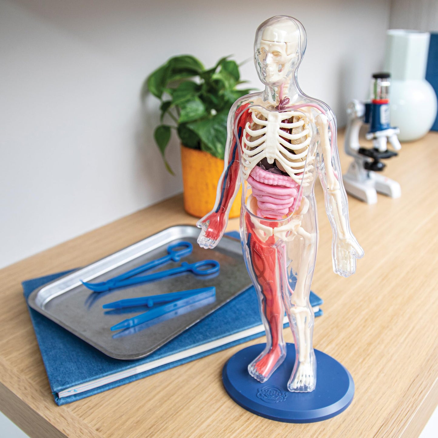 Human Body Anatomy Model Kit – 31-Piece Interactive STEM Set with 9 Squishy Organs, Bones, Muscles & Blood Vessels, Forceps & Discovery Guide – Educational Science Tool for Kids 6+