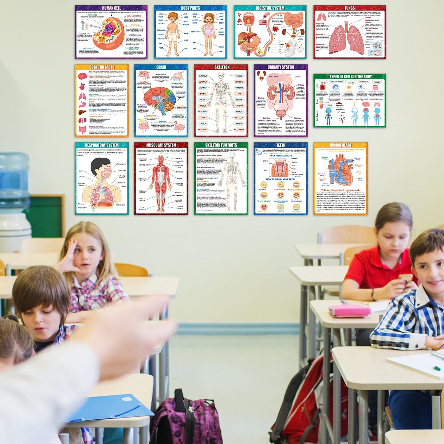 14Pcs Human Anatomy Posters Educational Learn Body Parts physiology study charts Wall Art Print Classroom Decorations for Kids Primary Middle High School Curriculum Homeschool Activity 11 x 14.7 In