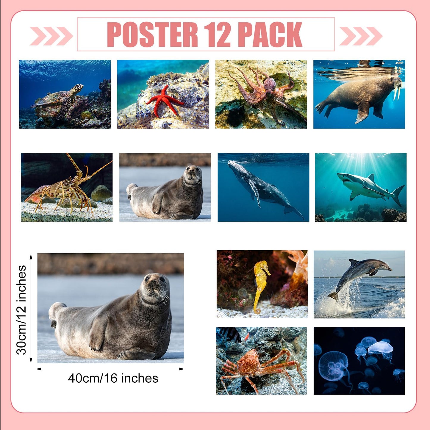 Motiskyy 12 Pcs Diversity Posters for Classroom Preschool Educational Learning Real Pictures for Daycare Home Multicultural Awareness(Ocean Animals)