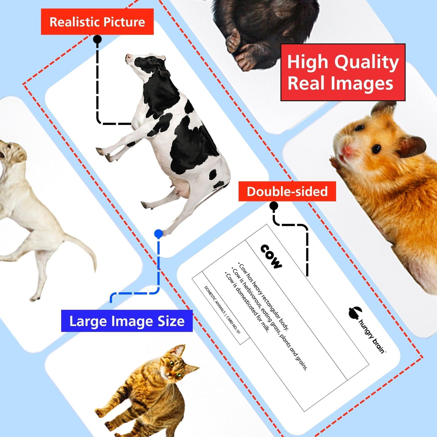 Hungry Brain Domestic Animals Flash Cards for Toddlers Ages 1-6 | Montessori Educational Learning Cards for Babies & Kids | Farm Animal Vocabulary, Preschool Learning & Homeschool