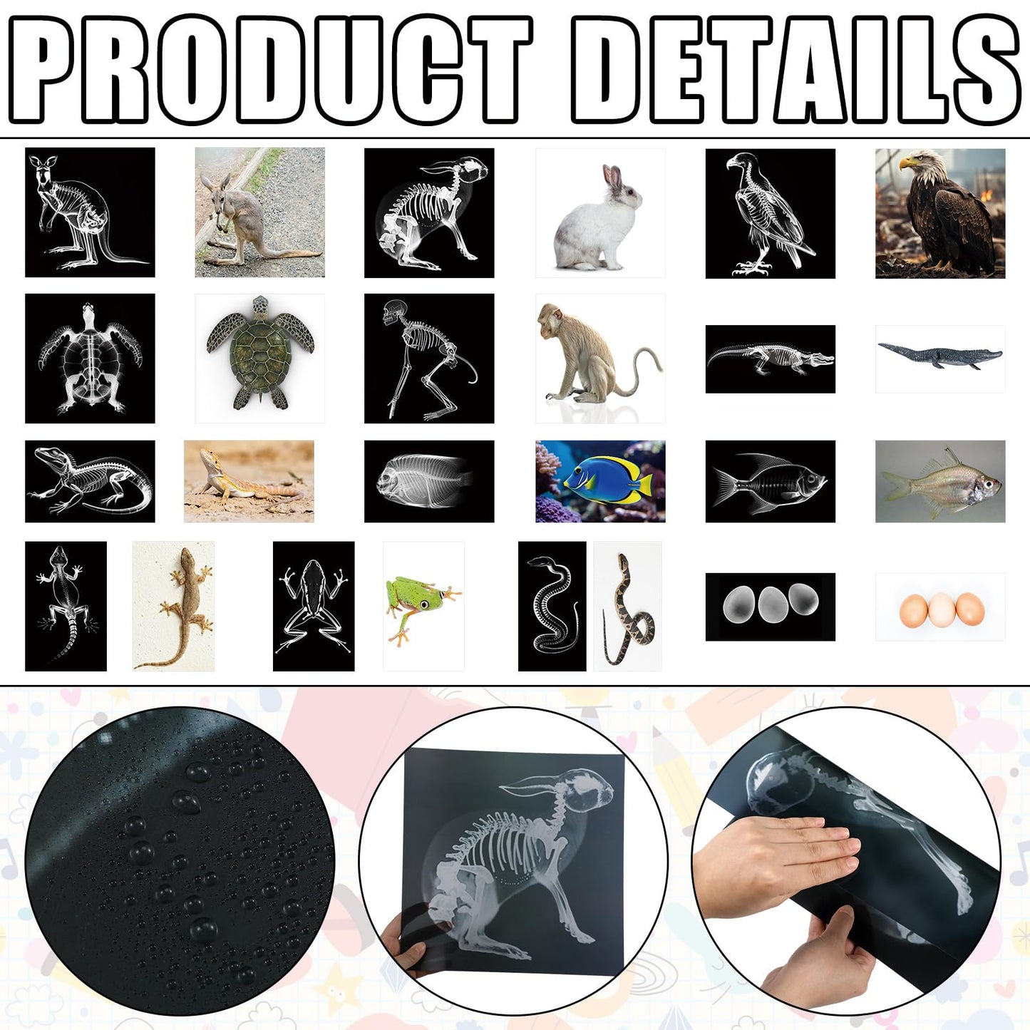 Saypacck 13 Pcs Animal X-Ray Set with 13 Pcs Animals Flash Cards Educational Science Kits