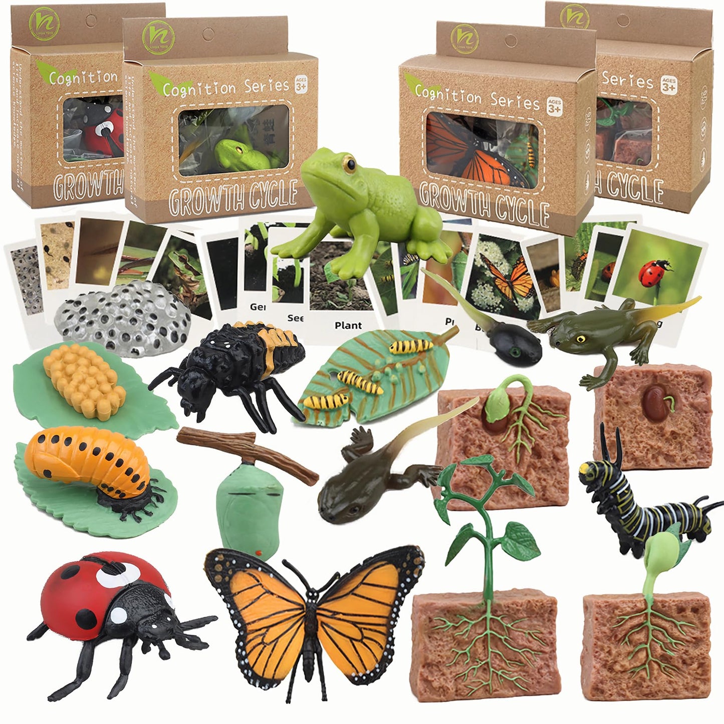 Mbrain Life Cycle Learning & Education Toys,Montessori Toys Figurines for Frog, Butterfly, Ladybug,Plants Kit,Gift for Girl & Boy for 3 4 5 Year Old