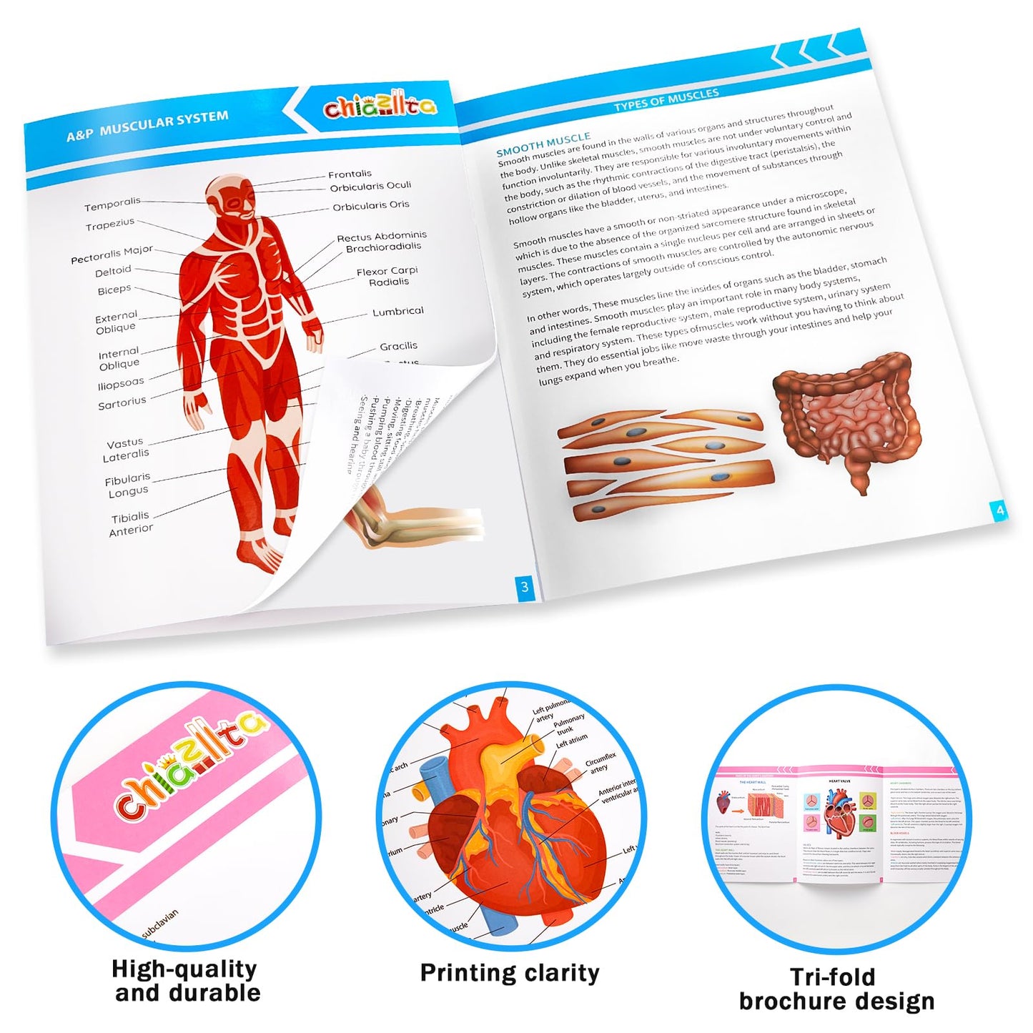 chiazllta 16 Pack Anatomy & Physiology Study Guides Set Human Body Systems Anatomy Study Tools Educational Charts Nursing School Success Bundle for Paramedic Medical School Students