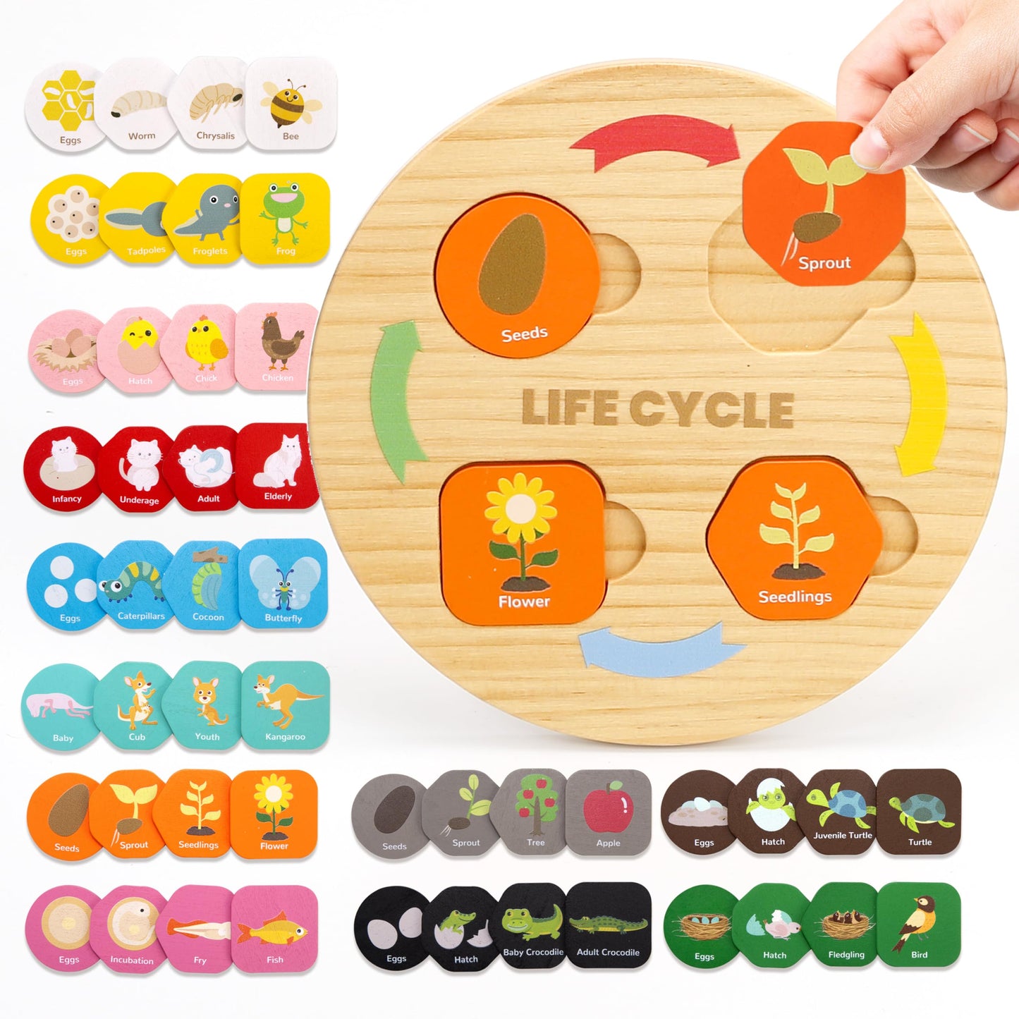 Woodtoe Life Cycle Toys for Kids, 12 Themes Montessori Preschool Science Center Materials, Wooden Learning & Educational Toys for Toddlers, Learning Game STEM Birthday Toys for Boy Girl Age 3-6