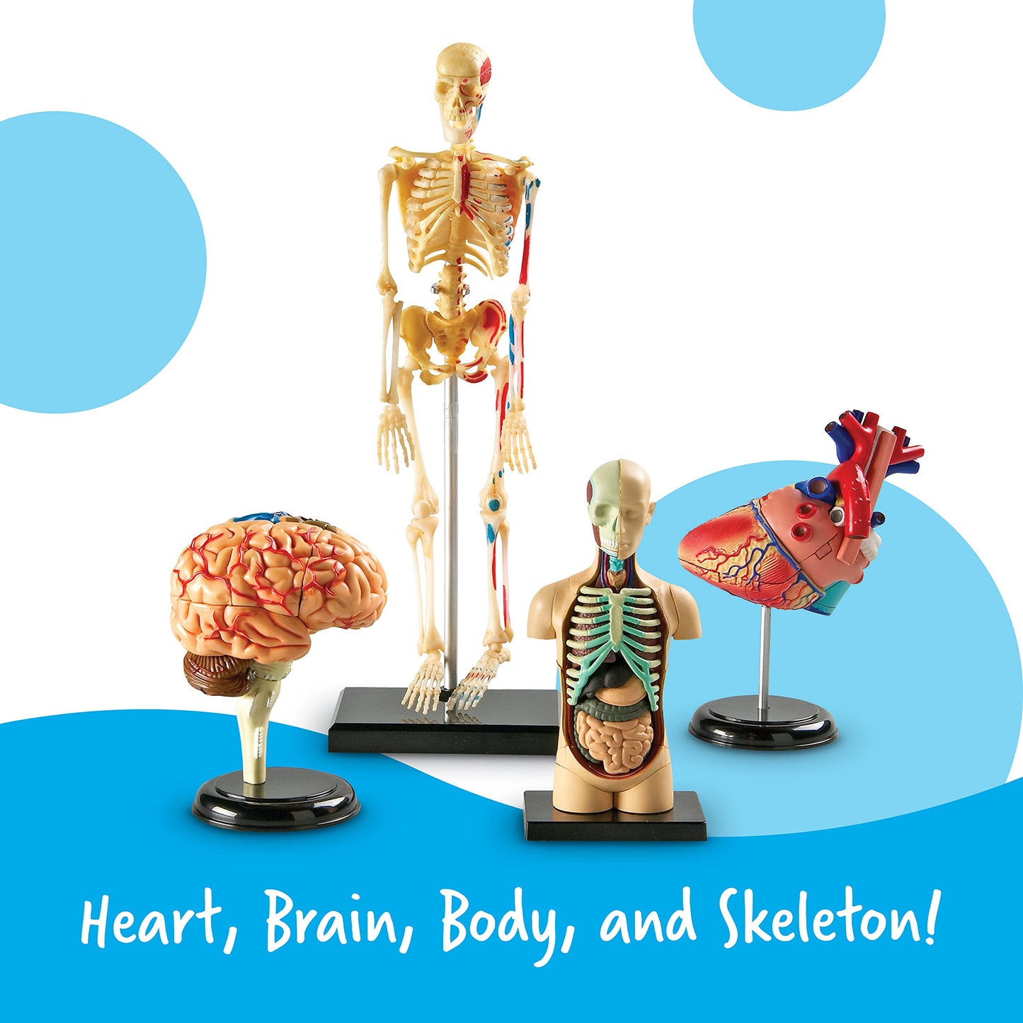Learning Resources Anatomy Models Bundle Set - Skeleton and Physiology, Human Body Model , Science Classroom Must Haves, Biology Teacher Supplies, Interactive Homeschool Projects, Montessori