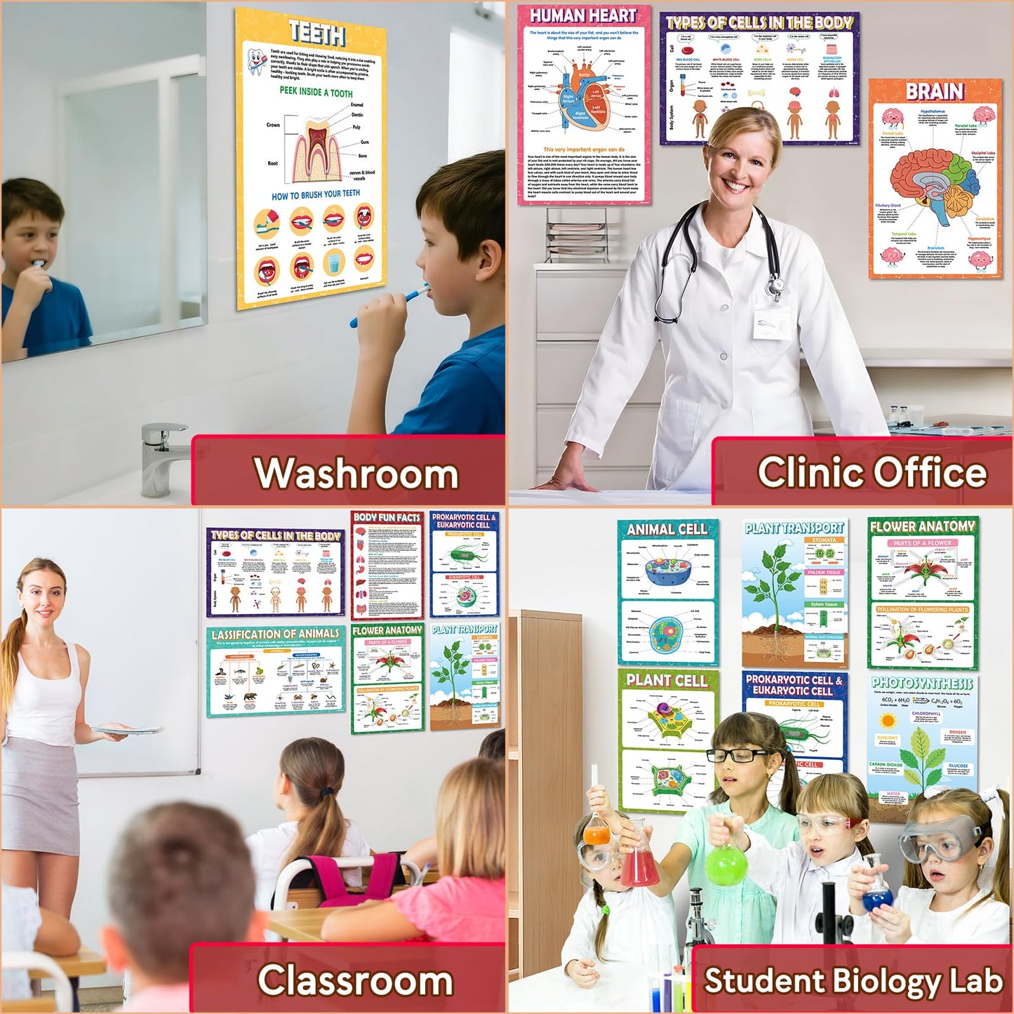 KIDS KING 18 Biology Posters for Classroom, 11x17 Inch Laminated Educational Life Science Posters for Middle & High School Decor - School Hallway, Bulletin Boards, Home Study Room