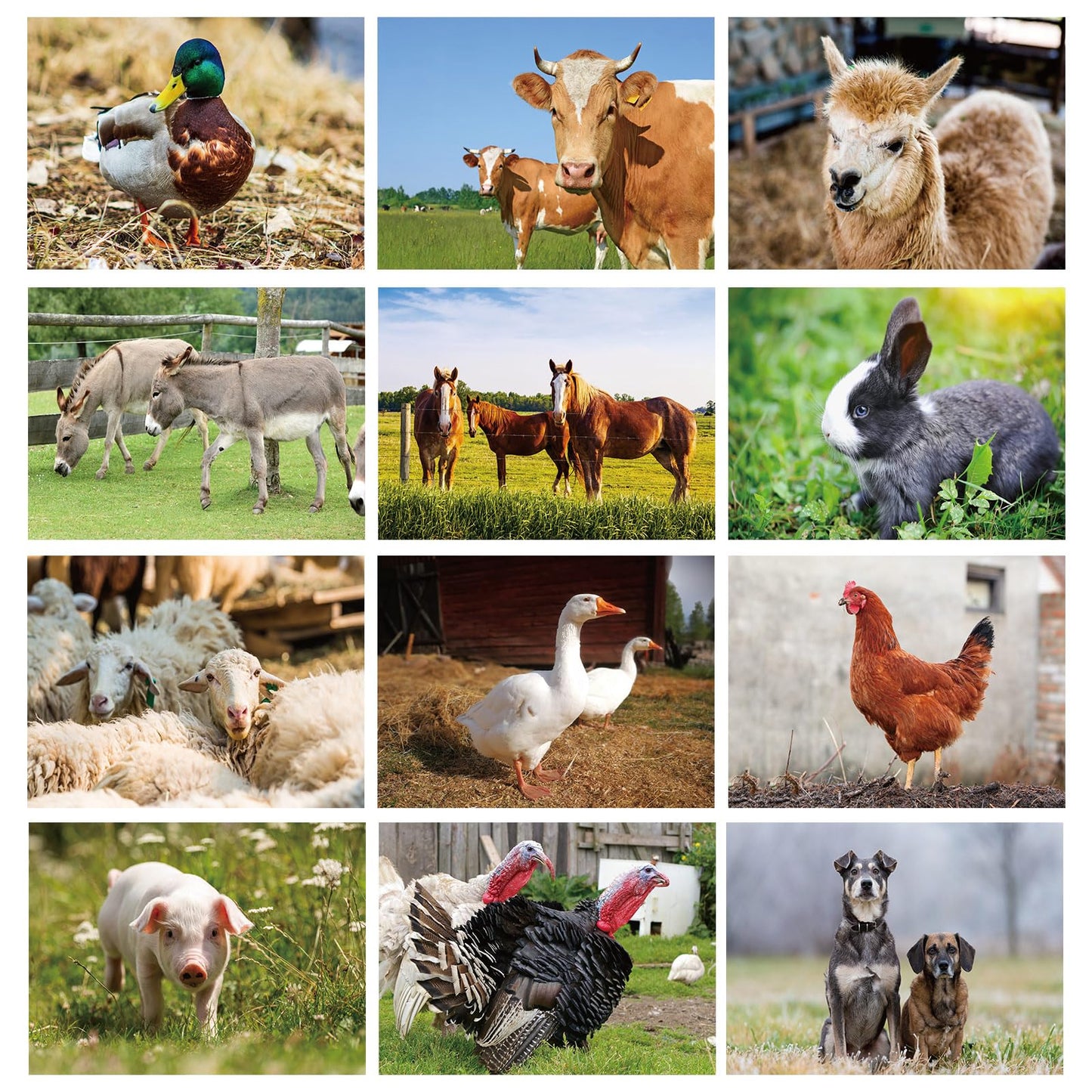 Motiskyy 12 Pcs Diversity Posters for Classroom Preschool Educational Learning Real Pictures for Daycare Home Multicultural Awareness(Farm Style)